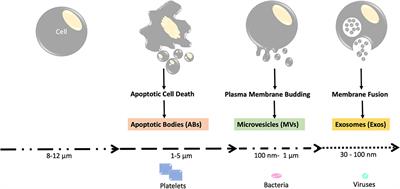 Post-translational Modification Regulates Formation and Cargo-Loading of Extracellular Vesicles